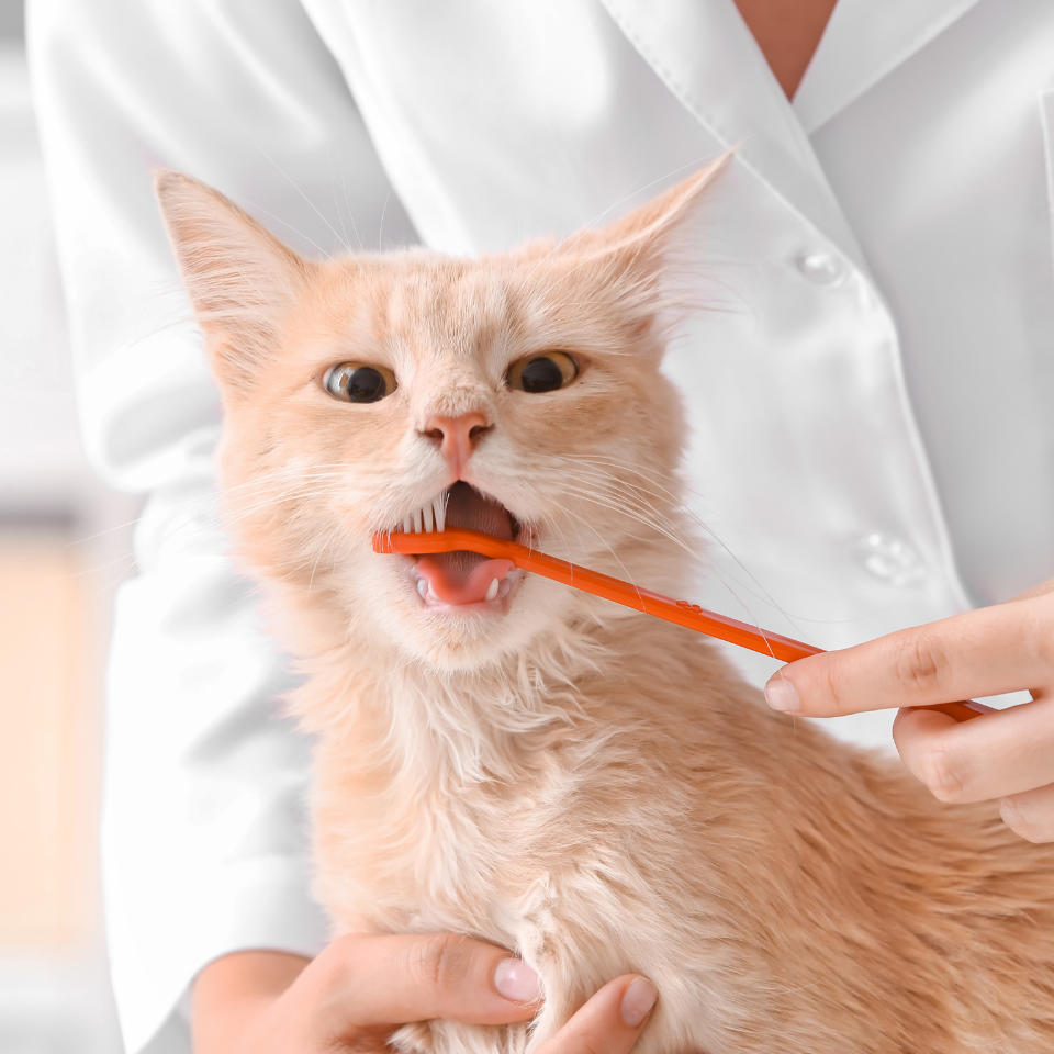 a cat being doing a toothbrush