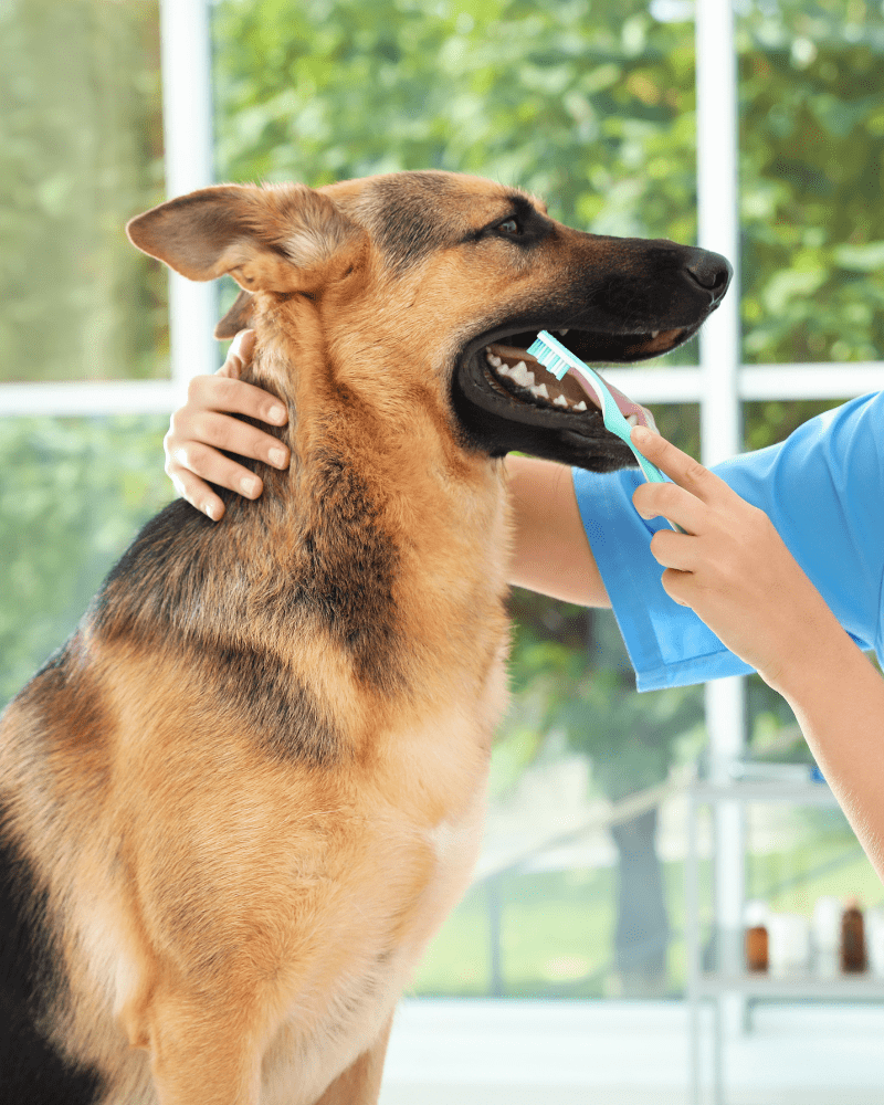 a person brushing a dog's teeth