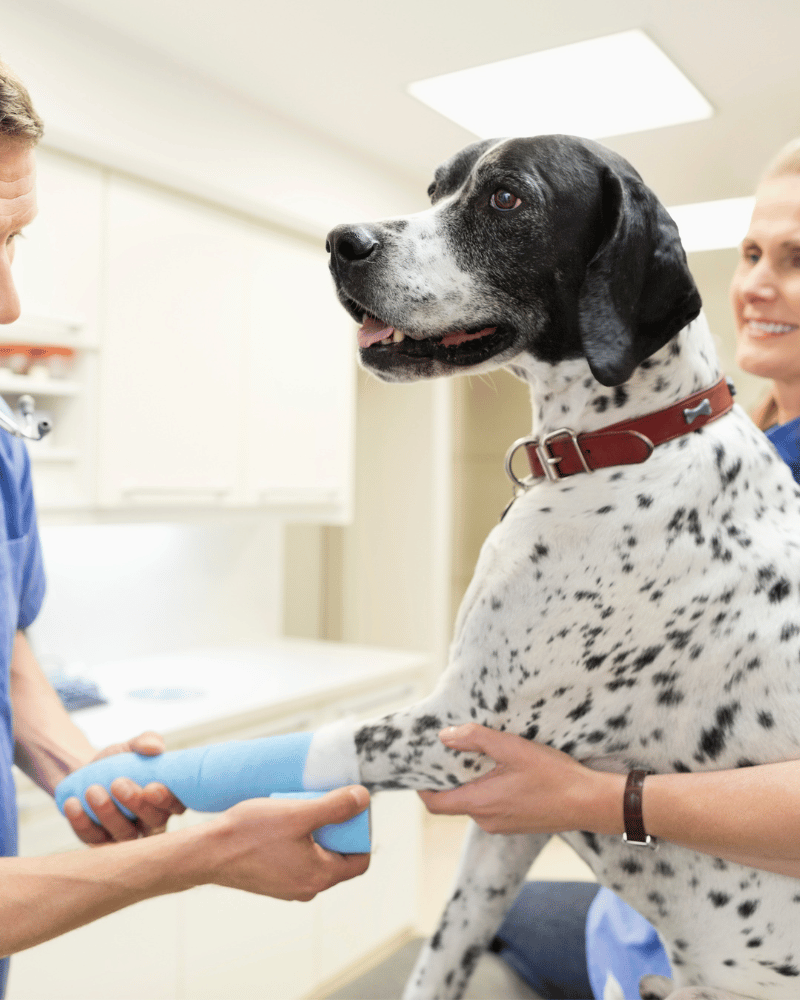 a dog being plastered by a vet
