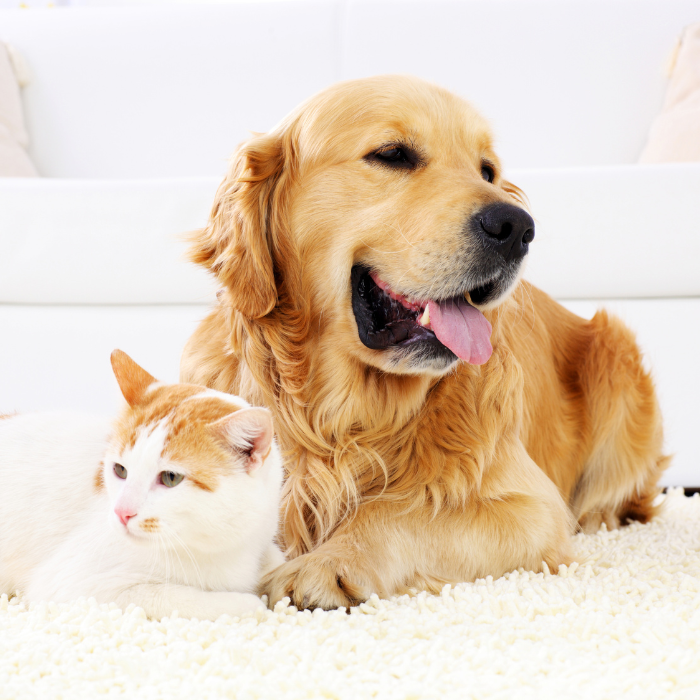 a dog and cat lying on the floor