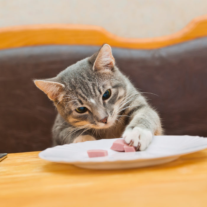 a cat eating food on a plate
