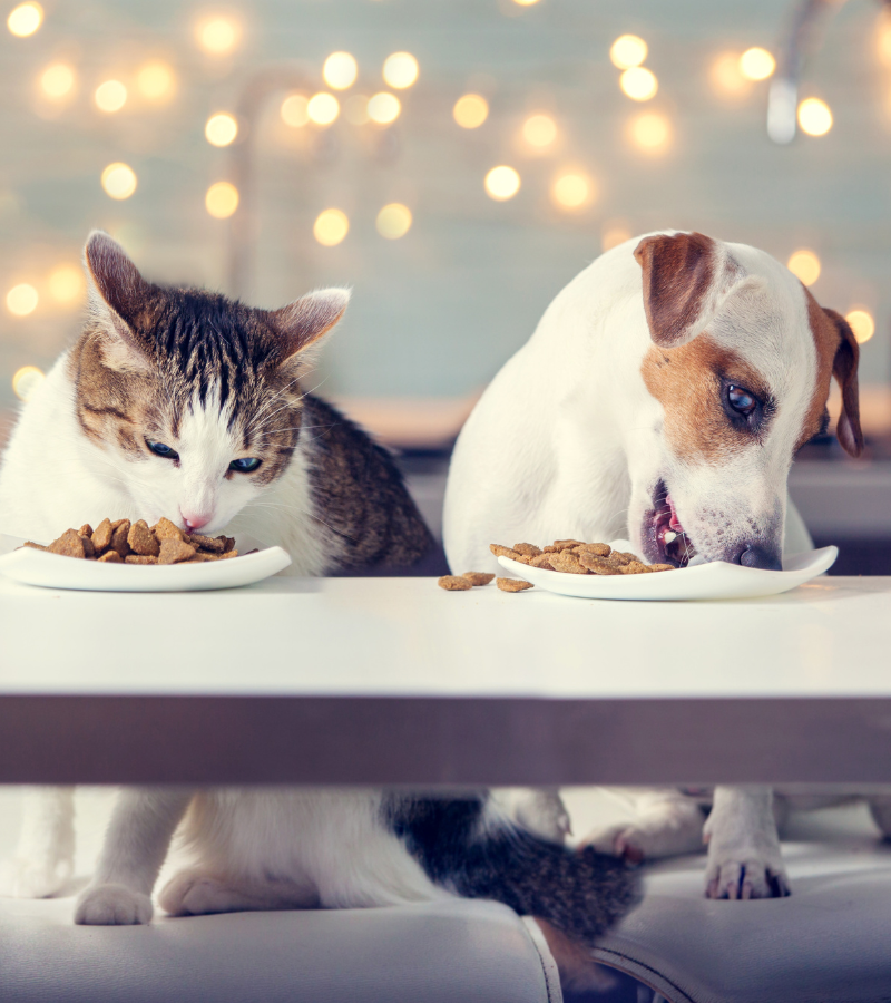 a dog & cat eating food