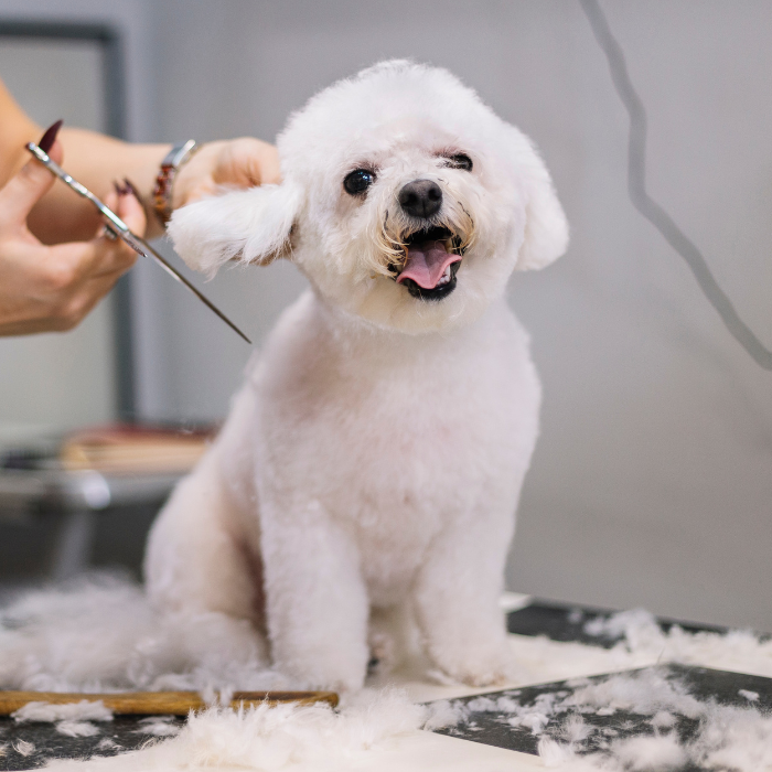 a dog hair being cutting by scissors
