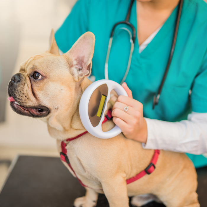 a dog  examine by vet around its neck
