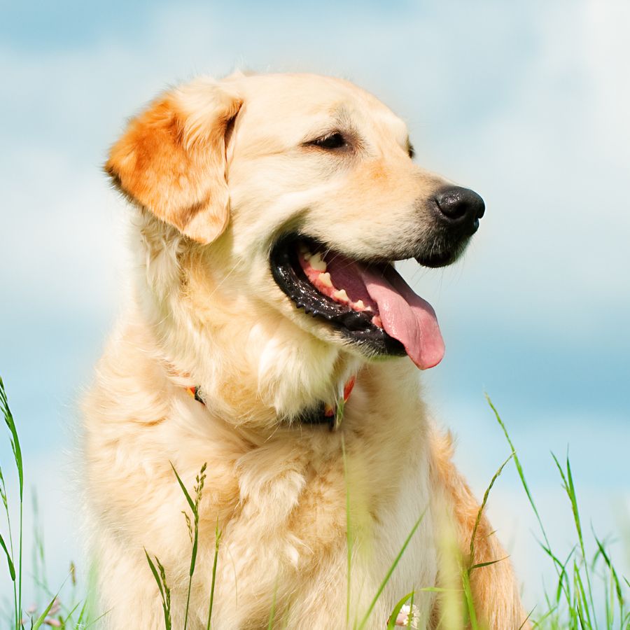 a Golden retiever dog
