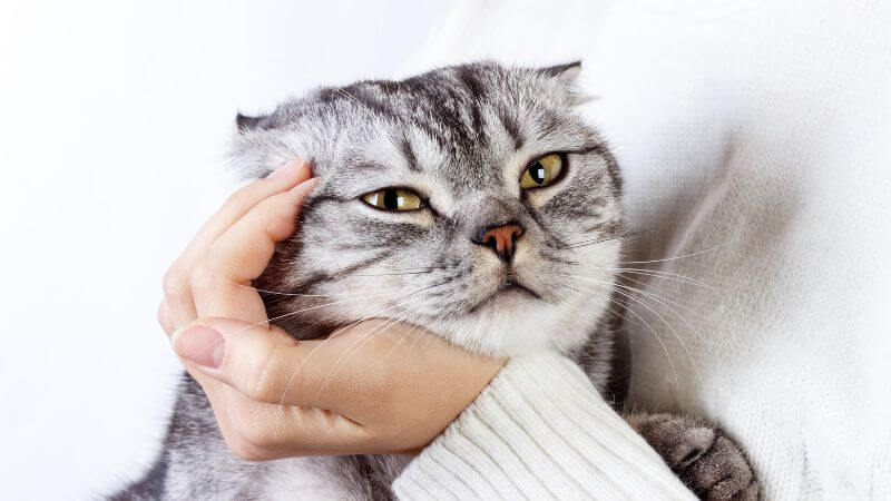 a gray cat laying its head on someones hand