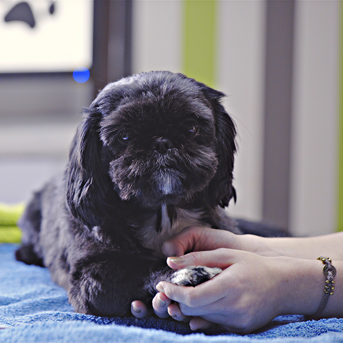 dog receiving treatment at veterinarian