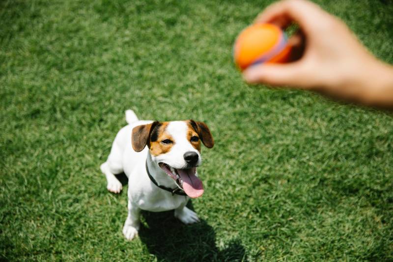 a dog sitting on grass with a ball in front of it